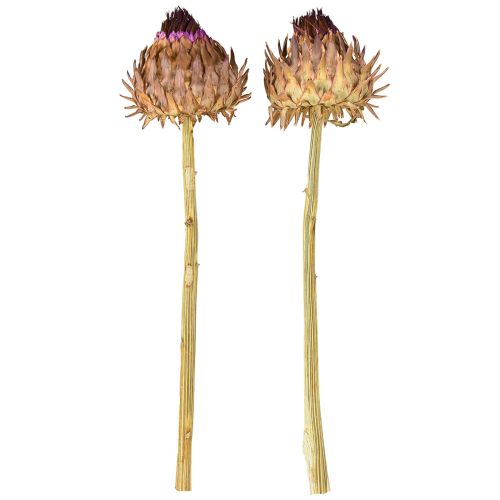 Itens Flor de alcachofra alcachofra seca Cynara Ø9cm 16 unidades