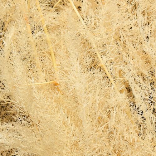 Itens Aspargos secos, gramíneas ornamentais, aspargos damasco 90cm 5 unidades