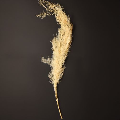 Itens Aspargos secos, gramíneas ornamentais, aspargos damasco 90cm 5 unidades