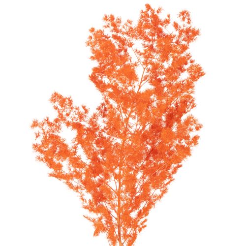 Ramo de flores de aspargo secas, tingidas, 65 cm, 80 g