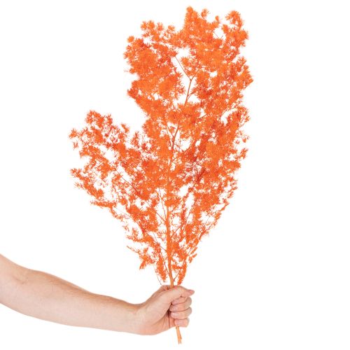 Ramo de flores de aspargo secas, tingidas, 65 cm, 80 g | Floristik24.pt