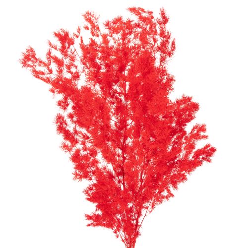 Maço de aspargos secos para arranjos florais, 65 cm, 80 g comprar | Floristik24.pt