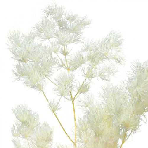 Itens Aspargos decoração seca grama ornamental seca branca 80g