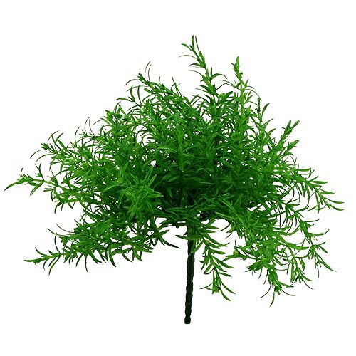 Floristik24 Aspargo arbusto verde 25cm