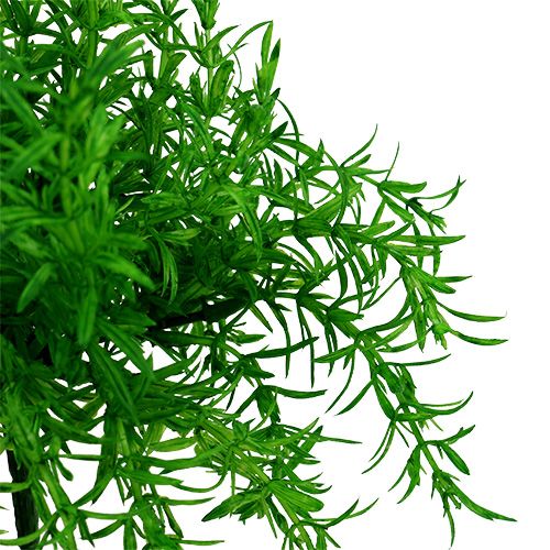 Floristik24 Aspargo arbusto verde 25cm