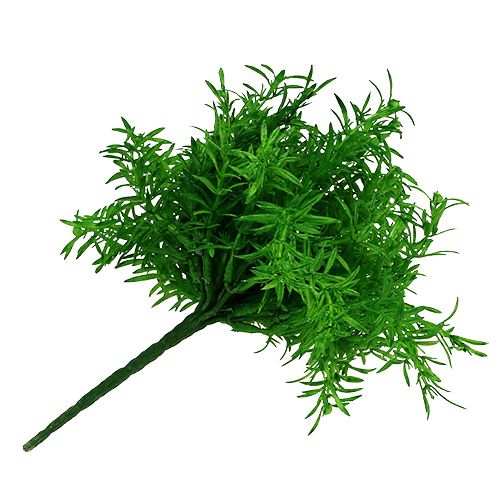 Floristik24 Aspargo arbusto verde 25cm