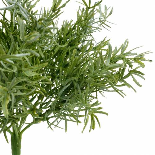 Itens Aspargo bush