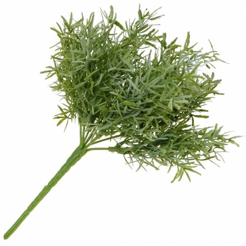 Itens Aspargo bush