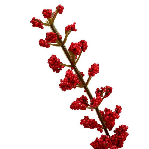 Itens Astilben bush vermelho 52 cm
