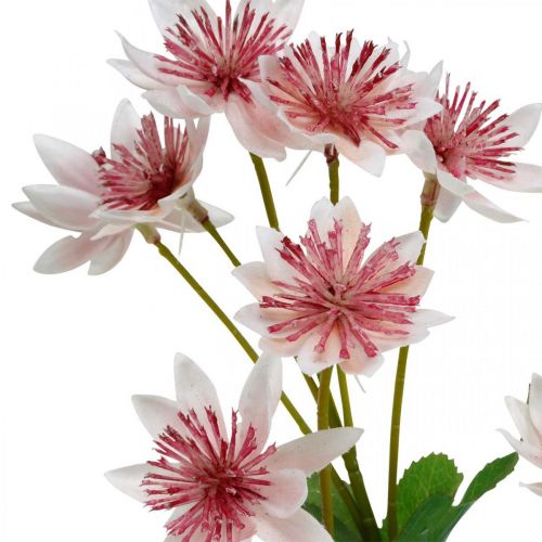 Itens Grande Masterwort Artificial Astrania Silk Flower Branco Rosa L61cm