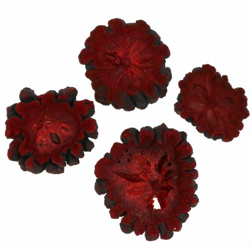 Floristik24 Fatias de frutas decorativas Ata frutas vermelhas 1 kg