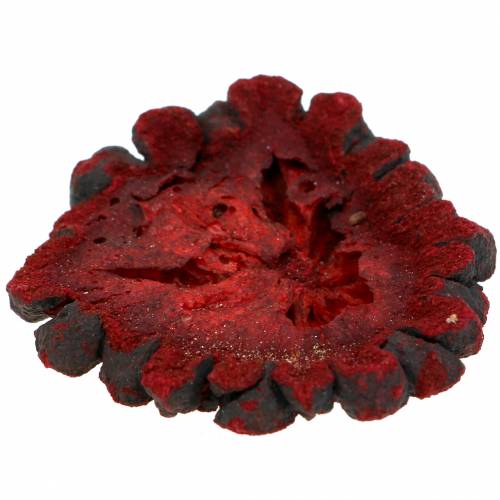 Floristik24 Fatias de frutas decorativas Ata frutas vermelhas 1 kg