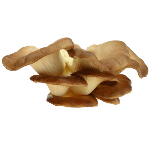 Floristik24 Cogumelo-ostra cogumelo decorativo marrom 12cm x 19cm