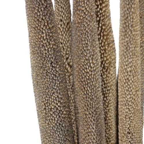 Itens Milheto, babala de junco, milheto verde 70cm 10 unid.