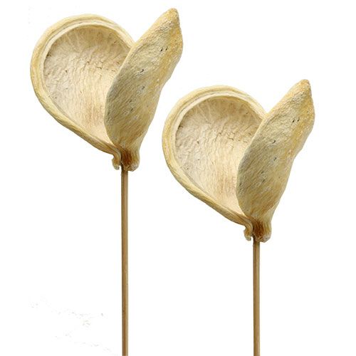 Floristik24 Badam em palito branqueado 6cm - 12cm C55cm 23 unid.