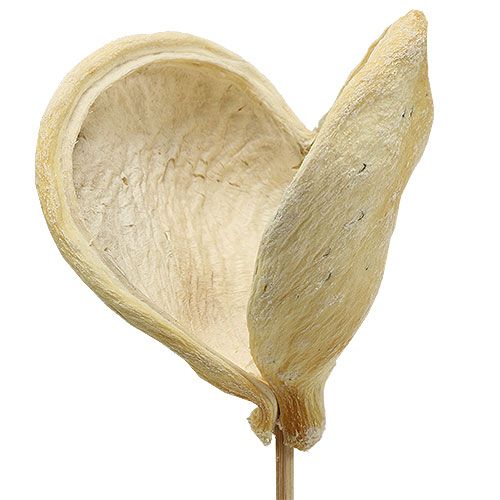 Floristik24 Badam em palito branqueado 6cm - 12cm C55cm 23 unid.
