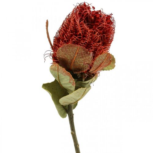 Floristik24 Banksia Baxteri Banksie Exóticas Flores Secas Vermelhas Pacote de 10