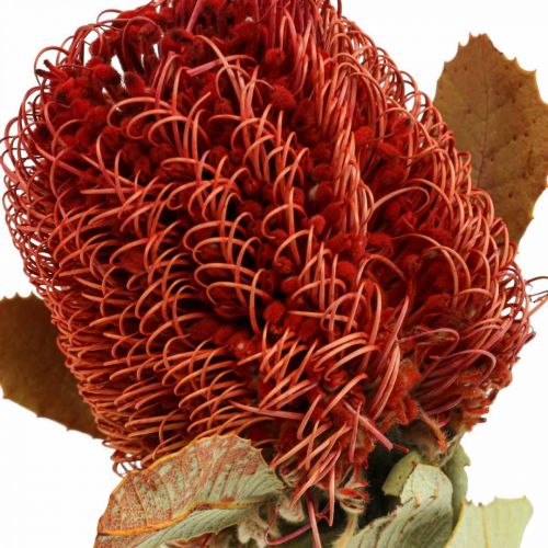 Floristik24 Banksia Baxteri Banksie Exóticas Flores Secas Vermelhas Pacote de 10
