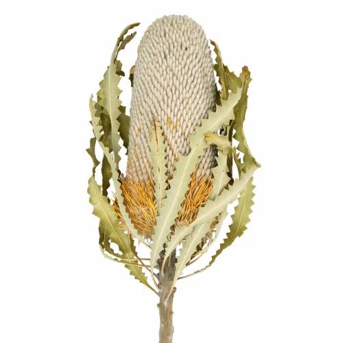 Floristik24 Banksia Hookerana natural 7 peças