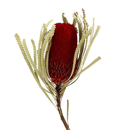 Floristik24 Banksia Hookerana vermelho 7pcs