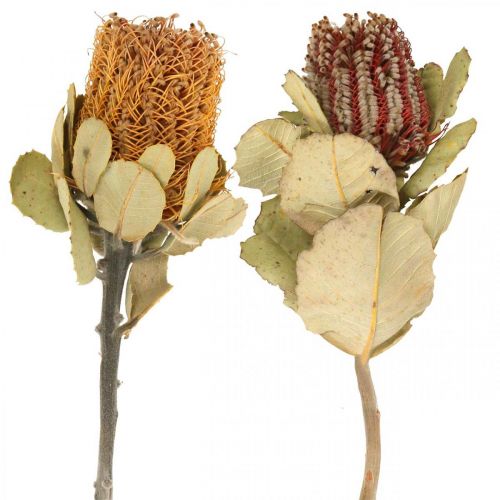 Floristik24 Banksia coccinea flores secas naturais 10 unidades