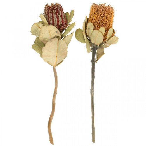 Floristik24 Banksia coccinea flores secas naturais 10 unidades