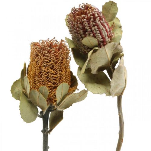 Floristik24 Banksia coccinea flores secas naturais 10 unidades