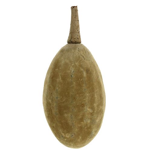 Floristik24 Baobab fruta natural 15cm - 20cm