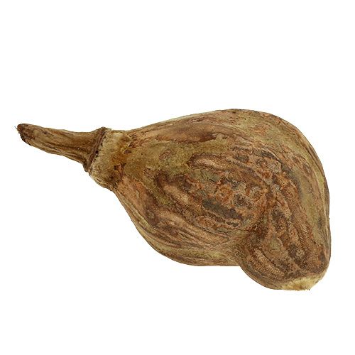 Floristik24 Baobab mini descascado natural 8cm - 12cm 250g