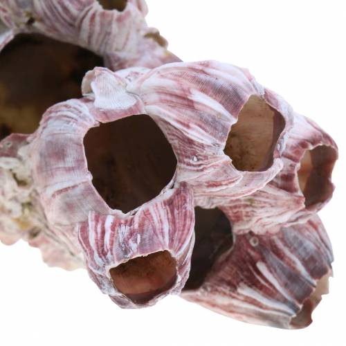 Floristik24 Cracas decorativas naturais 12-16cm 3 un