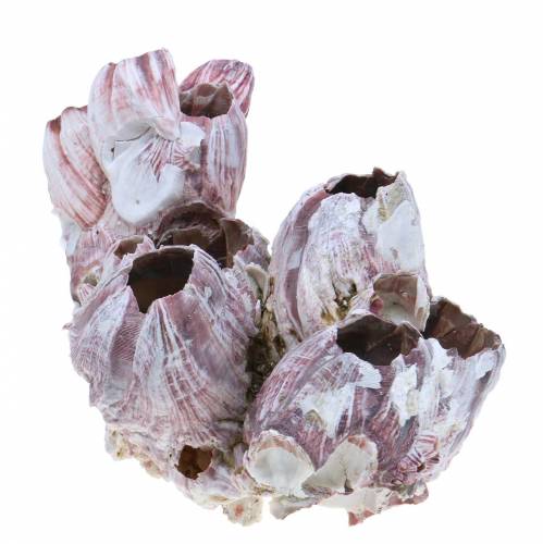 Floristik24 Cracas decorativas naturais 12-16cm 3 un