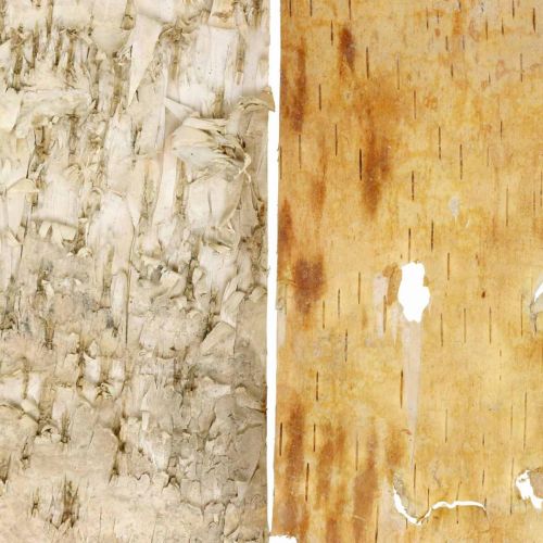 Floristik24 Tiras decorativas de casca de árvore casca de bétula natural 30×12cm 6 un
