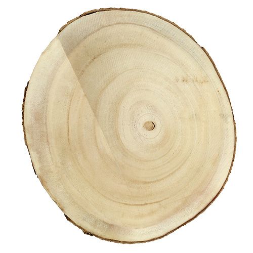Floristik24 Fatia de árvore natural Ø20cm - 30cm
