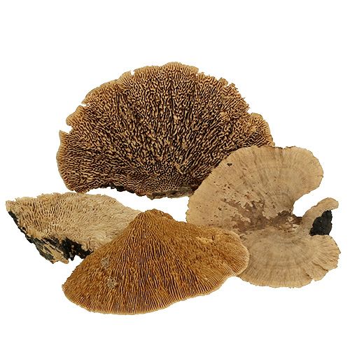 Floristik24 Esponja de árvore natureza 500g