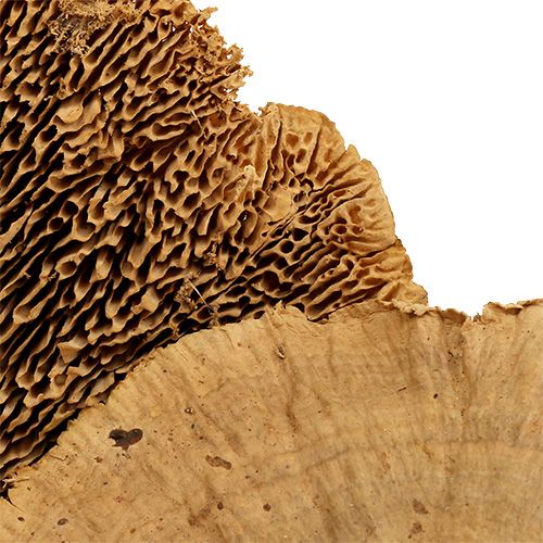Floristik24 Esponja de árvore natureza 500g