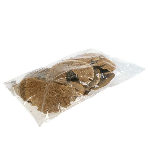 Floristik24 Esponja de árvore natureza 500g