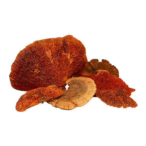 Itens Esponja de árvore laranja 1kg