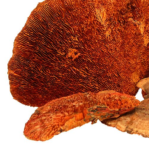 Itens Esponja de árvore laranja 1kg