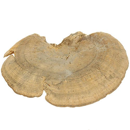 Floristik24 Esponja de árvore cogumelos decorativos naturais secos 6cm 1kg