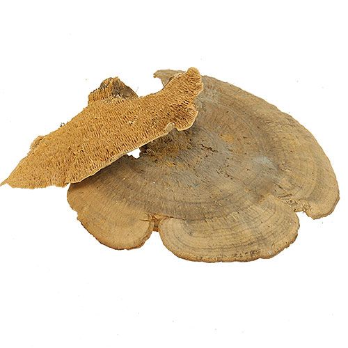 Floristik24 Esponja de árvore cogumelos decorativos naturais secos 6cm 1kg