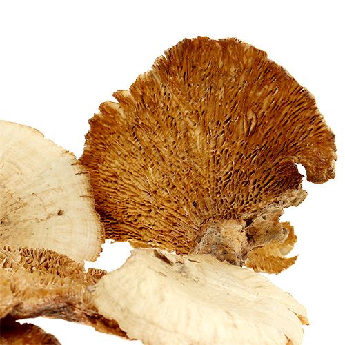 Itens Esponja de árvore branqueada 1kg