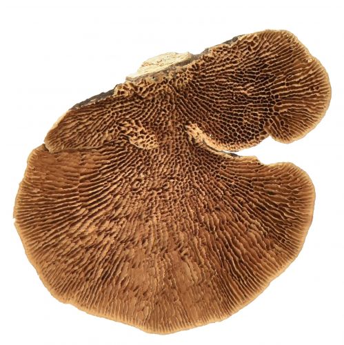 Itens Esponja de árvore pequena decoração de cogumelos de árvore natural 4-6cm 1kg