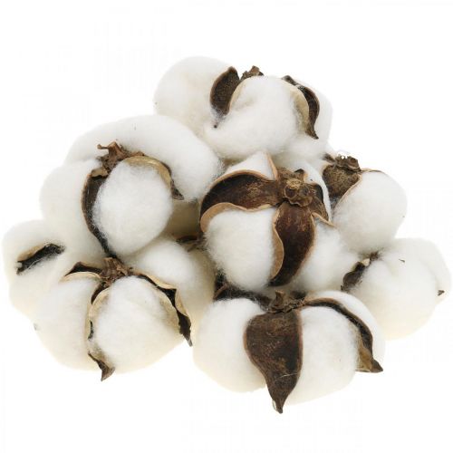 Decoração de flor de algodão Decoração natural de algodão seco Ø6cm 12 unidades