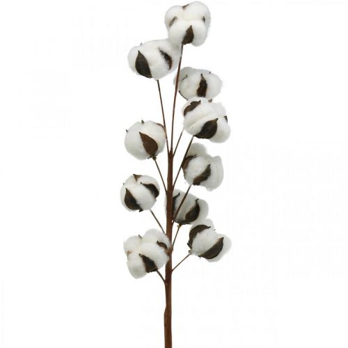 Floristik24 Ramo de algodão decoração natural 10 cabeças em fio decoração algodão 68cm