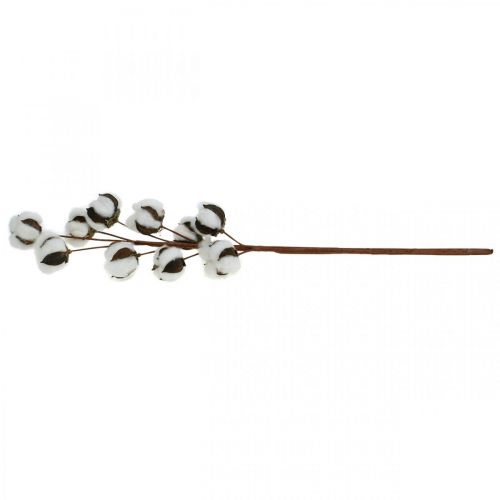 Floristik24 Ramo de algodão decoração natural 10 cabeças em fio decoração algodão 68cm