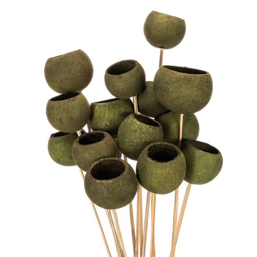 Taça em forma de sino com haste, verde, flores exóticas secas, 5 cm, 15 peças comprar | Floristik24.pt