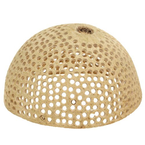 Floristik24 Copo Sino de Frutos Secos Decoração Natural de Luto 8,5-11cm 10 un