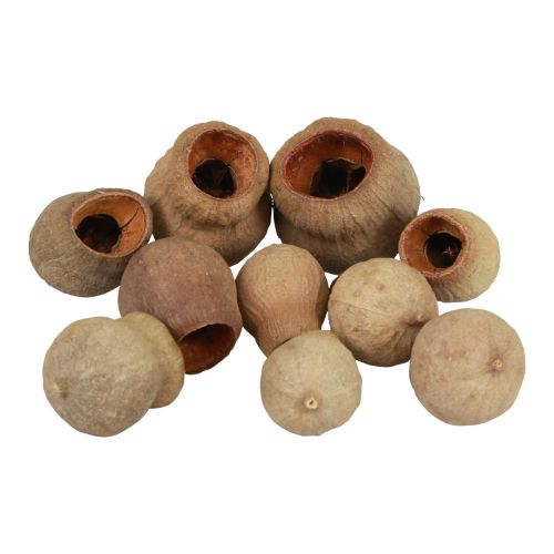 Cápsula de fruta Bellgum fruta decoração natural marrom 500g