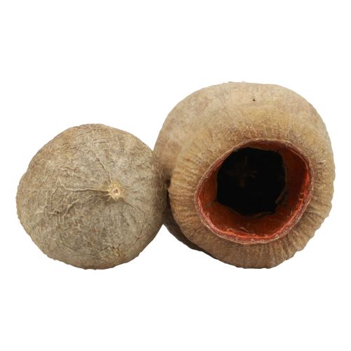 Floristik24 Cápsula de fruta Bellgum fruta decoração natural marrom 500g