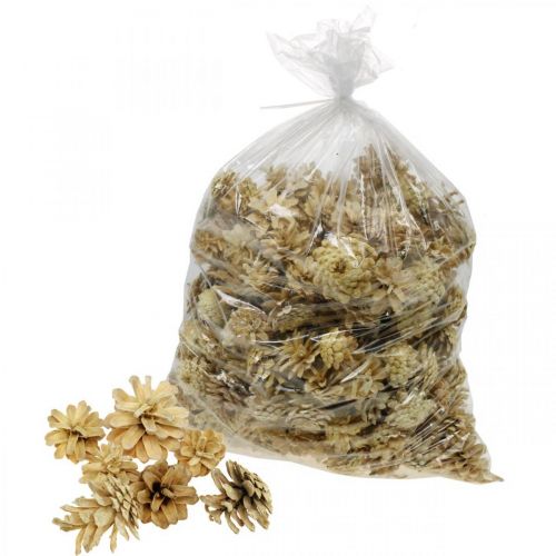 Floristik24 Pinhas de montanha creme pequeno 1kg